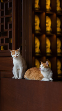 Do cats really have nine lives