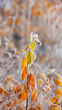 Winter scenery-02
