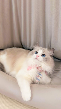 布偶猫为什么叫仙女猫