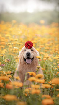 A dog with flowers on its head