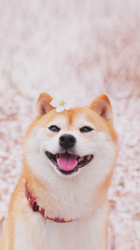 Will pets become more and more like their owners 9