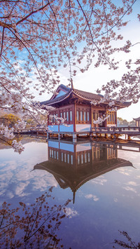 盘点国内热门赏樱地