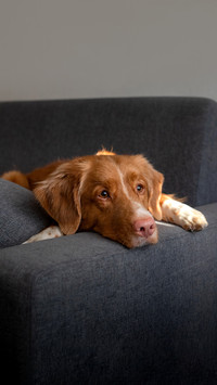 The dog is lying at home on the couch