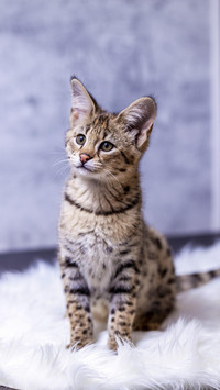 身价极高的孟加拉猫