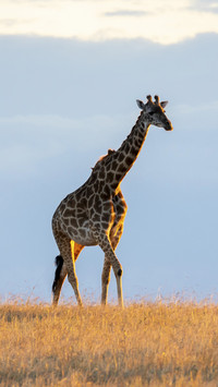 Beautiful Giraffe on Grassland