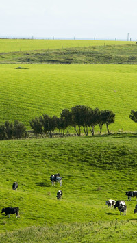 Dairy field