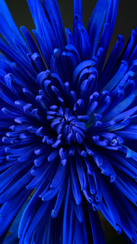 ABSTRACT BLUE FLOWER
