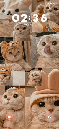 Cat feel