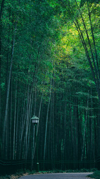 Bamboo path in spring