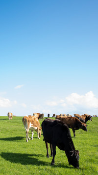 Australian pasture scenery