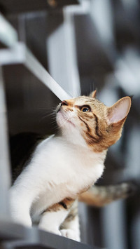 怎样取得猫咪的信任