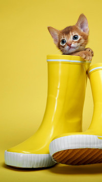 猫咪怎样表达喜爱