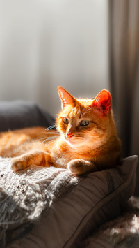猫咪的思念情书