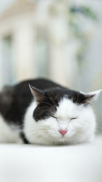 Turns out cats also dream when they sleep 3
