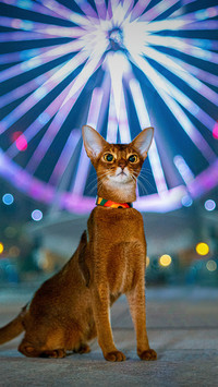 A Cute Cat Sitting on The Ground