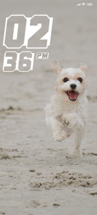 Dog