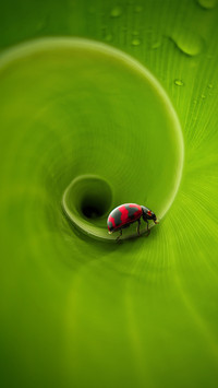 Macro insects