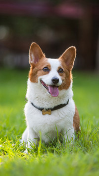 Pets 35