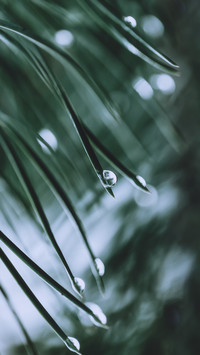 雨露清明 (1)