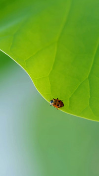 ladybug