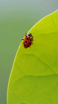 ladybug