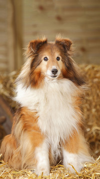 万能狗狗喜乐蒂牧羊犬