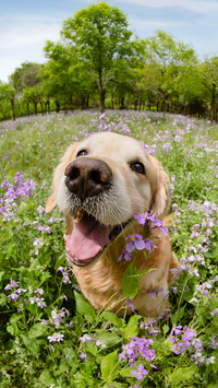Dogs also have cataracts