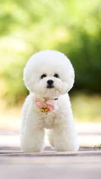 How does the dog judge the owner coming home 87