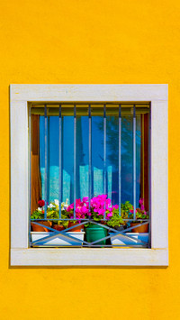 The flowers on the windowsill