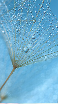 dandelion