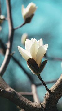 Spring scenery-15