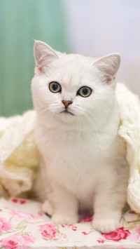 你家猫咪身材好吗