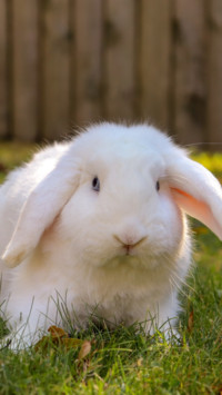 Rabbit (3)
