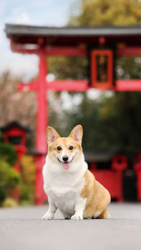 Pets are not picky about food and have trouble 73