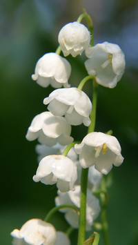 Flowers and plants