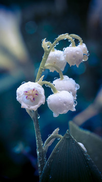 Flower creative photography 09