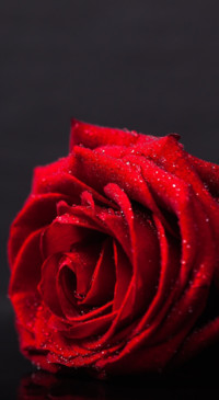 Red Roses (28)