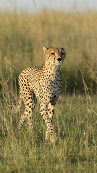 Top 10 fastest animals on land 62