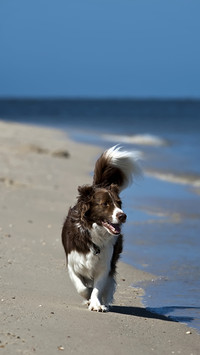 Intelligent dog 81