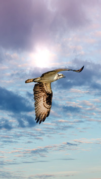 Raptor 69