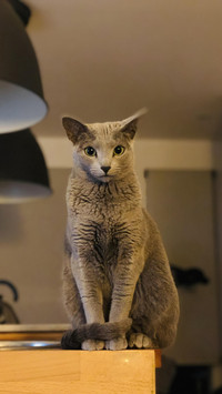 小猫：我怕生，怎么办