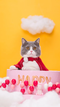猫咪生病的表现
