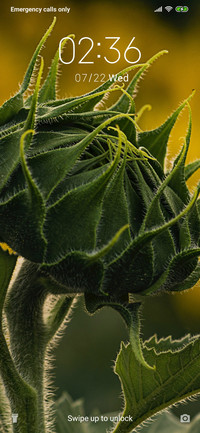 Sunflower - Close_3MDS