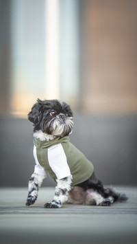 A black-and-white Shih Tzu on a wooden bench