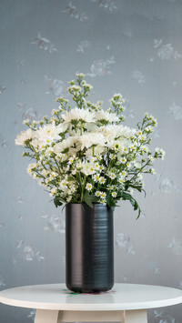 Can purify airy plant