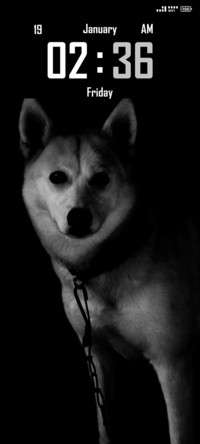Dog
