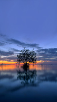 Dead tree by the sea with the beautiful morning sun