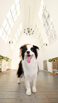 Border Animal Husbandry Border Animal Husbandry 2