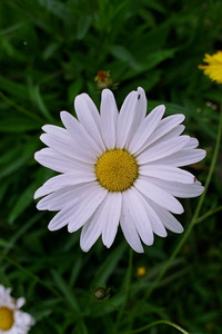 Petal Breeze.jpg