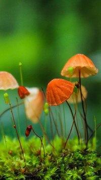 Field mushrooms